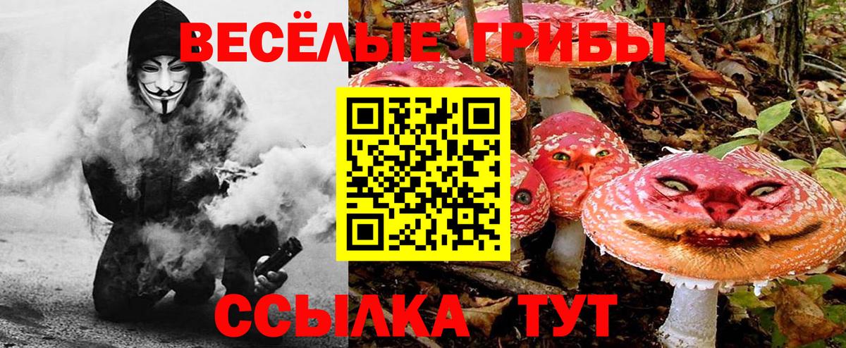 Псилоцибиновые грибы Cubensis  Вход с VPN  Кашира 